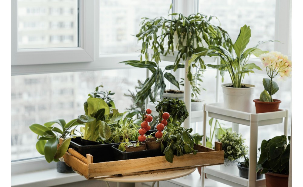How to Replant Houseplants?