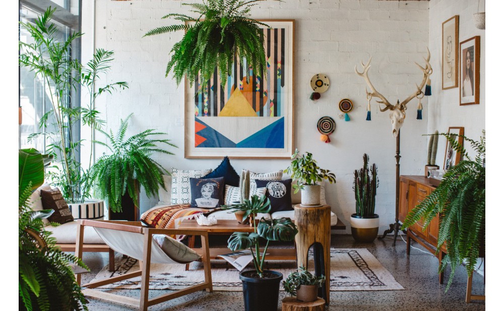 What you need to know about houseplants?
